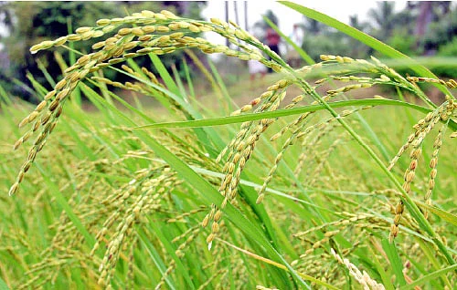 ஆடிப்பட்டம்.... ஏறுமுகத்தில் மஞ்சள்... இறங்குமுகத்தில் பருத்தி!