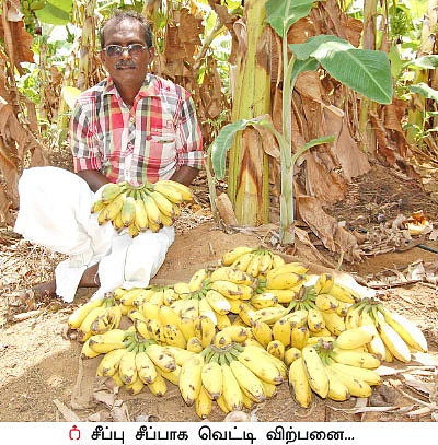 விற்பனைக்கு வில்லங்கமில்லா பேயன் வாழை...
