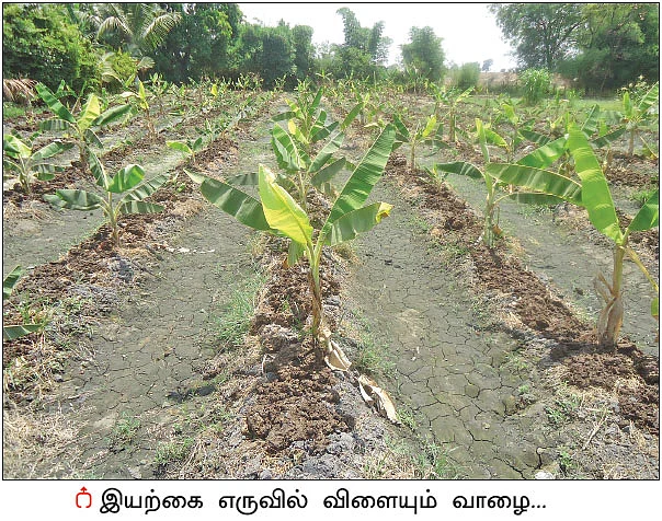 ‘பசுமை’ காட்டிய பாதை! - சத்தீஸ்கரில் மலரும் இயற்கை விவசாயம்!