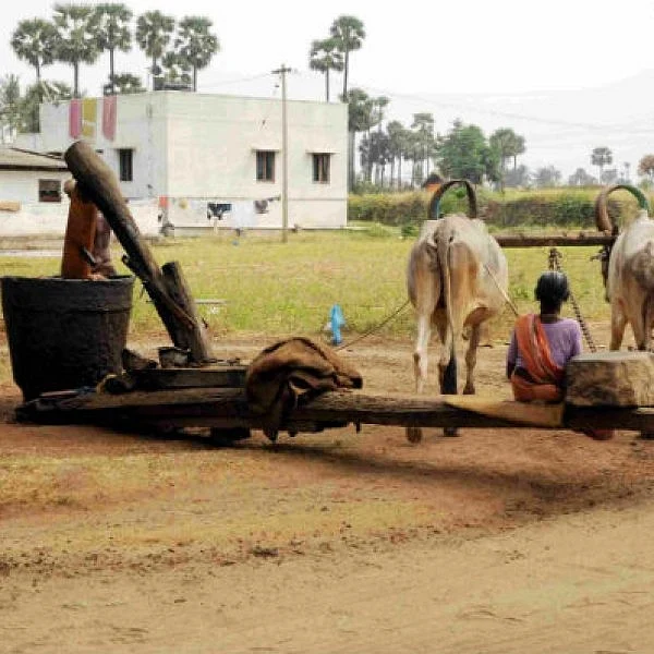 ஆயில் முதல் ஆரோக்கியம் வரை...மாடர்ன் டெக்னாலஜியை விஞ்சும் மரச்செக்கு இயந்திரம்!