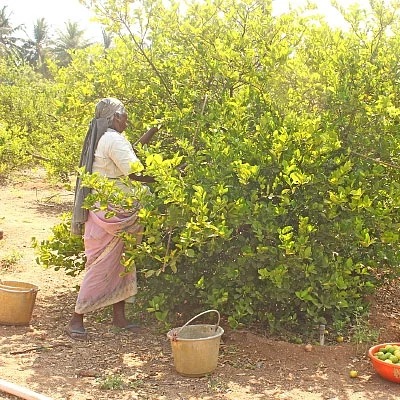 ஏற்றம் தரும் எலுமிச்சை!