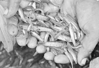 நீங்கள் கேட்டவை: அயிரை மீன் விலை கிலோ, ஆயிரம் ரூபாய்?
