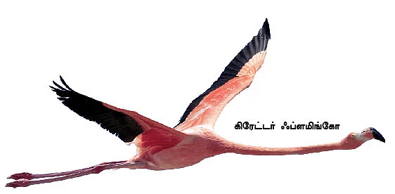 மாயா டீச்சரின் மந்திரக் கம்பளம்!