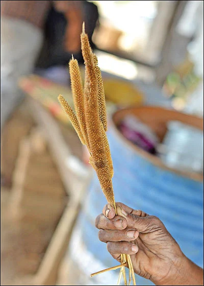 ஒரு ஏக்கர்... 120 நாள்கள்... ரூ.37,000 - நல்ல விளைச்சல் தரும் நாட்டுக் கம்பு!