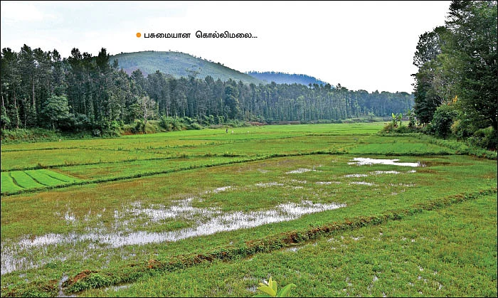 கொல்லிமலையில் சிறுதானியங்கள்... பாரம்பர்யம் மாறாத பயிர்ச் சாகுபடி!