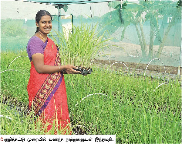 கரும்புச் சாகுபடி... _ தண்ணீர் செலவைக் குறைக்கும் குழித்தட்டு நாற்று முறை