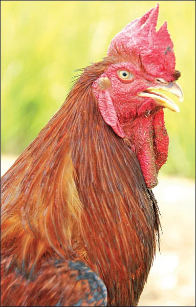 தண்டோரா