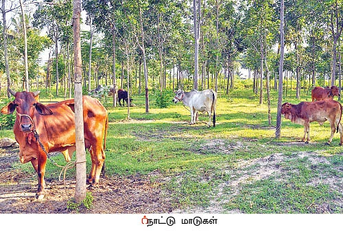 நீங்கள் கேட்டவை: தழை, மணி, சாம்பல்... நாட்டு மண்புழுக்கள் தரும் நல்ல சத்துக்கள்!