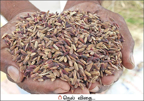 சக்காவோ பாரிட்டன்... - சமவெளியிலும் விளையும் மலைப் பிரதேச நெல்!