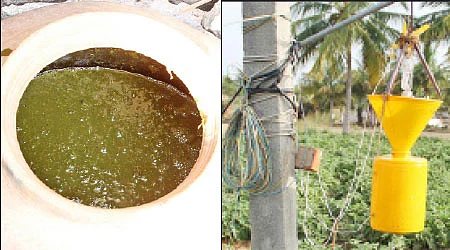 இயற்கையில் இனிக்கும் கத்திரி!