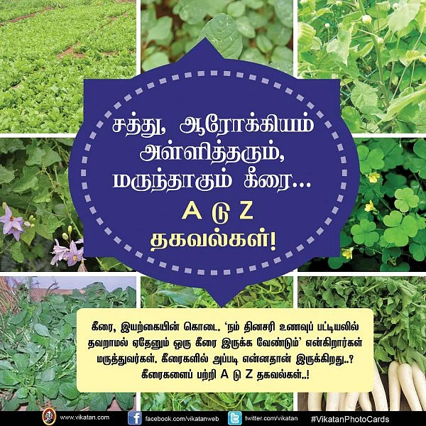 சத்து, ஆரோக்கியம் அள்ளித்தரும், மருந்தாகும் கீரை... A டு Z தகவல்கள்! #VikatanPhotoCards