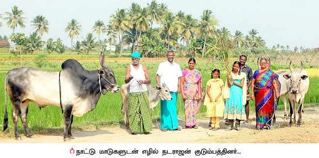 ஒரு ஏக்கர்... 90 நாள்... 64,000 ரூபாய்... குறைந்த செலவில், கொழிக்கும் எள்!