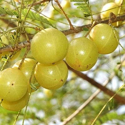 நெல்லிக்காய்