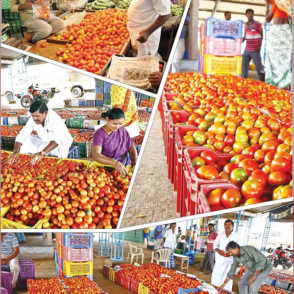 “விளைஞ்சாதானே விற்பனைக்கு வரும்!” - தங்கமாக மாறிய தக்காளி!