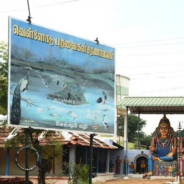 பறவையே எங்கு இருக்கிறாய்... வெறிச்சோடிய வெள்ளோடு பறவைகள் சரணாலயம்!