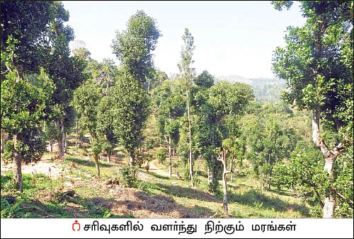 அமெரிக்க வாழ் இந்தியரின் ஆத்மார்த்த விவசாயம்...