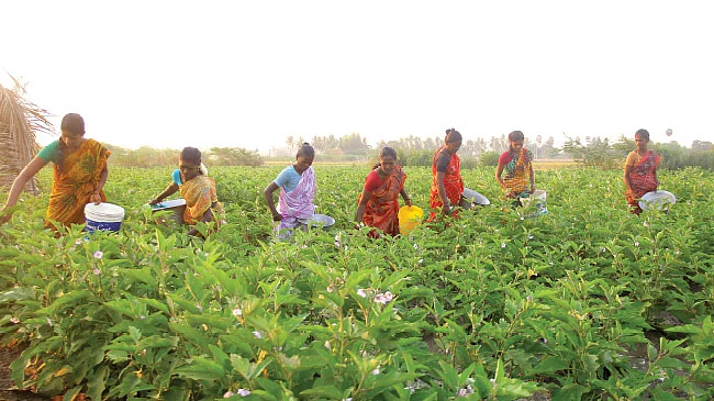 முள்ளு கத்திரி... குண்டு கத்திரி... கலக்கல் லாபம் கொடுக்கும் கத்திரி!