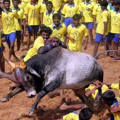 சங்க இலக்கியத்தில் காளையும், ஜல்லிக்கட்டும்!