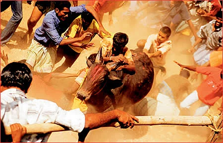 இல்லங்கள் நிறையும் இதயங்கள் பூரிக்கும்! - தை மாத சிறப்பு தொகுப்பு