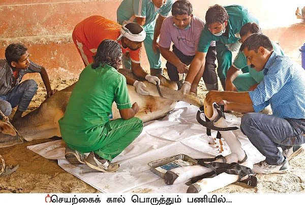 கால்நடைகளுக்கும் செயற்கைக் கால்... அரசு மருத்துவரின் அர்ப்பணிப்பு!