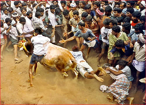 இல்லங்கள் நிறையும் இதயங்கள் பூரிக்கும்! - தை மாத சிறப்பு தொகுப்பு
