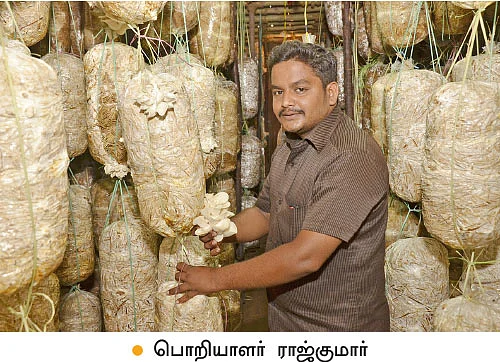 மாதம் ரூ.1,44,000... ‘பலே’ வருமானம் கொடுக்கும் பால்காளான்!