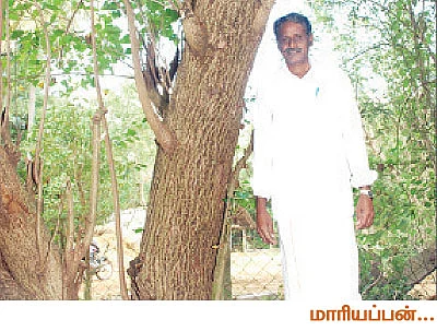 புதையல் கொடுக்கும் பூவரசு !