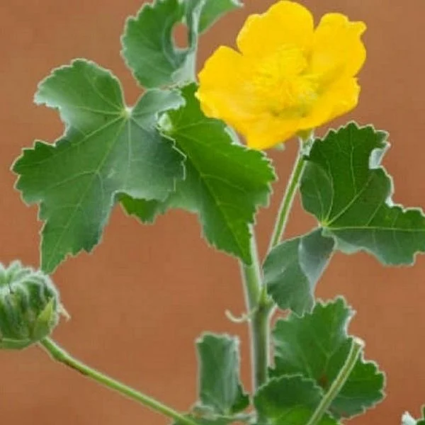 Significance of Thuthi Spinach