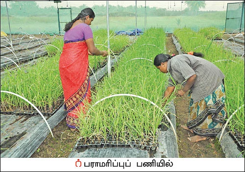 கரும்புச் சாகுபடி... _ தண்ணீர் செலவைக் குறைக்கும் குழித்தட்டு நாற்று முறை
