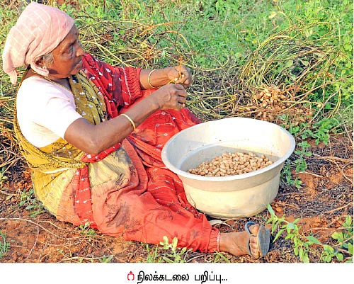 நிச்சய வருமானம் கொடுக்கும் நிலக்கடலை!.