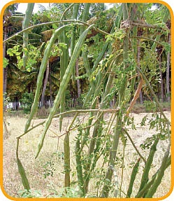மை டியர் ஜீபா !