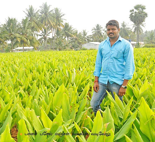 மஞ்சளுக்கு குழித்தட்டு நாற்று... ஏக்கருக்கு 15 டன் கூடுதல் மகசூல்!