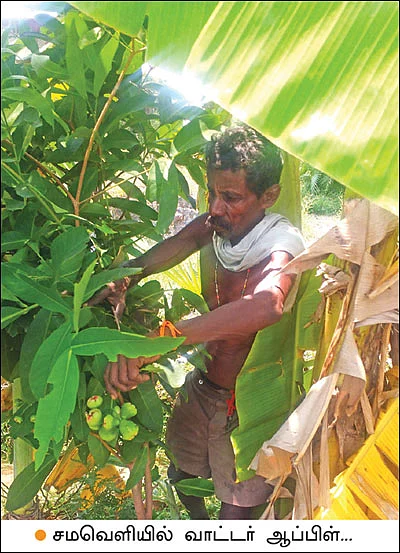 நீங்கள் கேட்டவை: சமவெளியில் வளருமா வாட்டர் ஆப்பிள்?