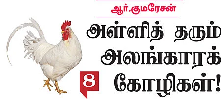அழகா செய்தால் அள்ளலாம் லாபம்! - 8
