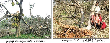 விழுந்தது, மரங்கள் மட்டுமல்ல வாழ்க்கையும்தான் !