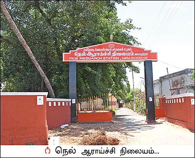 அணிவகுக்கும் அம்பாசமுத்திரம் நெல் ரகங்கள்... - ஏக்கருக்கு 16 டன் மகசூல் தந்த அதிசயம்!