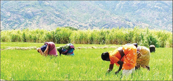 அதிகரிக்கும் ஆர்கானிக் மோகம் - செயற்கையின் பிடியில் இயற்கை!