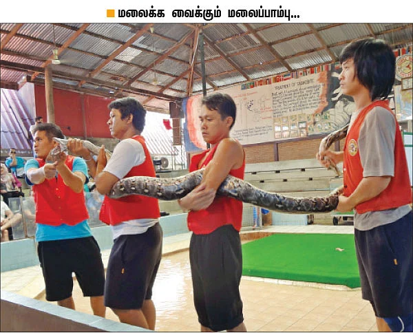 மூன்றாவது பாம்பை எப்படிப் பிடிப்பார்? திகில் கிளைமாக்ஸ்!