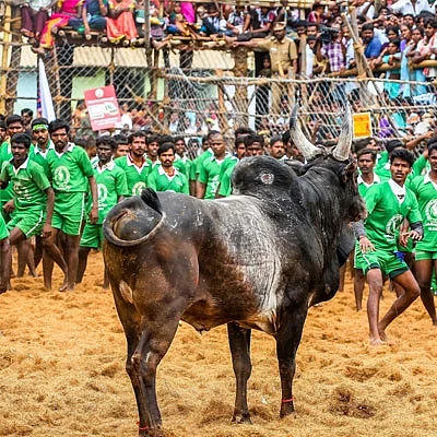 ஜல்லிக்கட்டு தருமே நல்ல பால்! - காளையுடன் ஓர் உரையாடல்