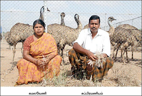 ஈமு 'ஓட்டம்' ஆரம்பம்...