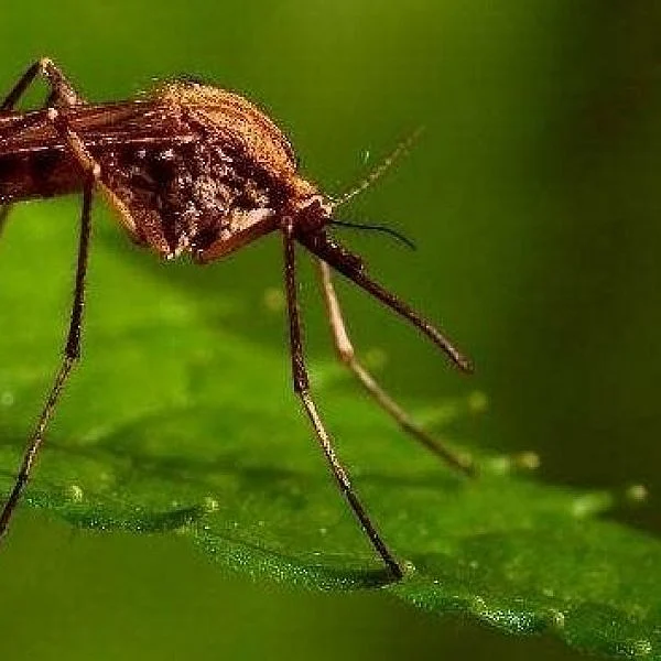மீண்டும் தலையெடுக்கும் உயிர்க்கொல்லி மலேரியா... தற்காத்துக் கொள்வது எப்படி?