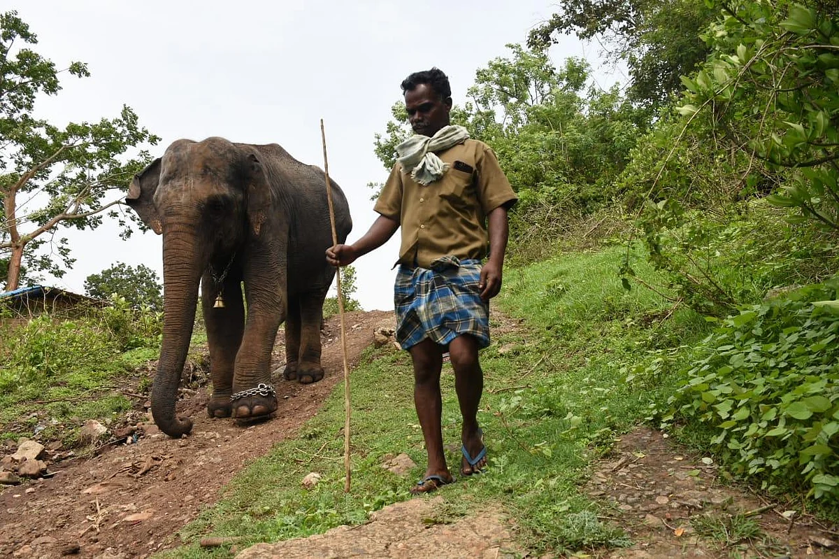 சமயபுரம் பாகனைக் கொன்ற மசினி யானை... முதுமலையில் இப்போது எப்படி இருக்கிறது?