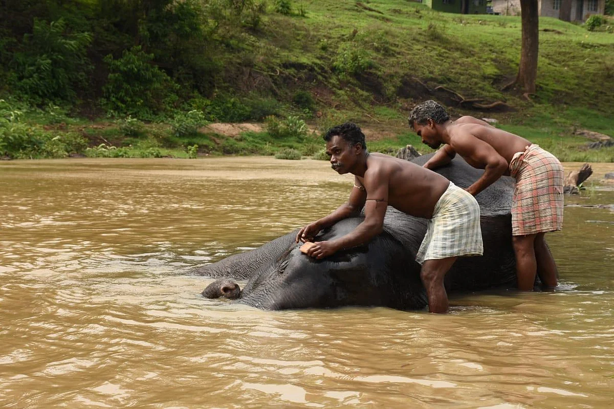 சமயபுரம் பாகனைக் கொன்ற மசினி யானை... முதுமலையில் இப்போது எப்படி இருக்கிறது?