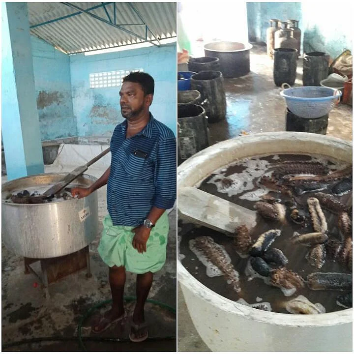`ஒரு டன் கடல் அட்டைகள்; மதிப்பு ரூ.15 லட்சம்!' - தூத்துக்குடியில் நடந்த அதிரடி வேட்டை