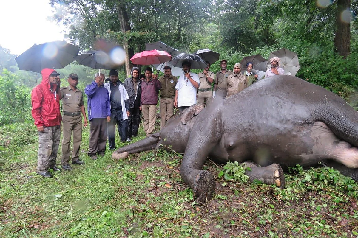 கரன்ட் ஷாக்.... மாரடைப்பு? - முதுமலையில் பெண் யானை இறப்பில் மர்மம்!