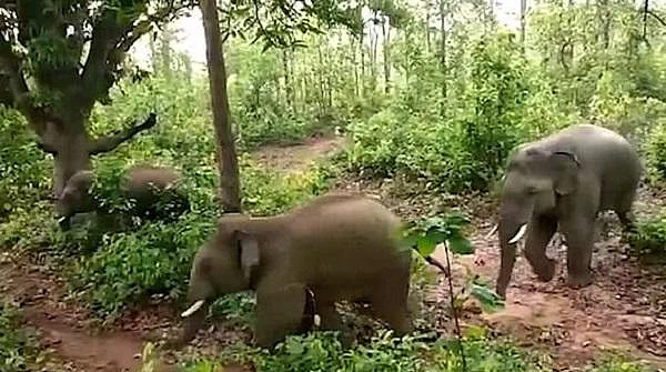பிறந்த குட்டியைச் சீண்டிய மக்கள் - தாய் யானைக்கு உதவ வந்த யானைக் கூட்டம்! #viralvideo