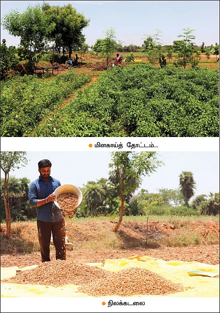 நாட்டுக்கோழிகளில் தினமும் வருமானம்!