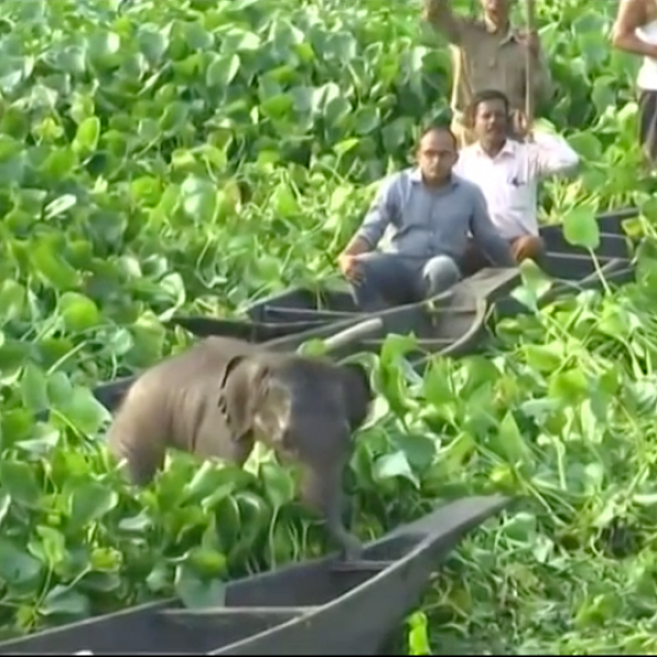 ஆகாயத் தாமரைகளுக்கிடையே சிக்கிக்கொள்ளும் யானைக்குட்டி... வைரலாகும் வீடியோ!