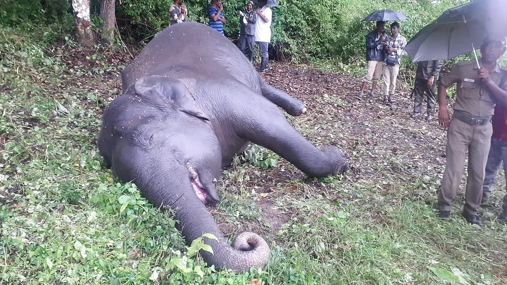 கரன்ட் ஷாக்.... மாரடைப்பு? - முதுமலையில் பெண் யானை இறப்பில் மர்மம்!