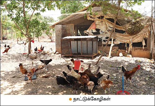 நாட்டுக்கோழிகளில் தினமும் வருமானம்!